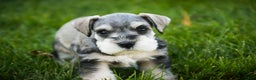 Miniature Schnauzer dogs for sale: Kris - Ad 10