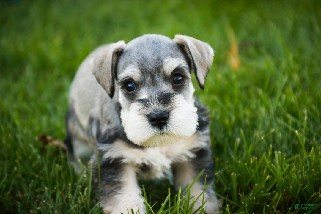 Miniature Schnauzer dogs for sale: Kris - Ad 10