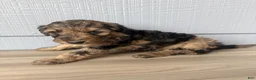 Aussiedoodle dogs for sale: Gomer - Ad 4