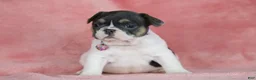 French Bulldog dogs for sale: Dottie - Ad 3