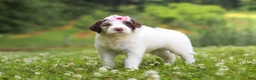 Portuguese Water Dog dogs for sale: Rosie - Ad 5