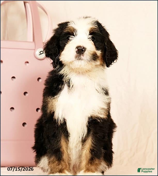Bernedoodle dogs for sale: Poppy - Ad 1