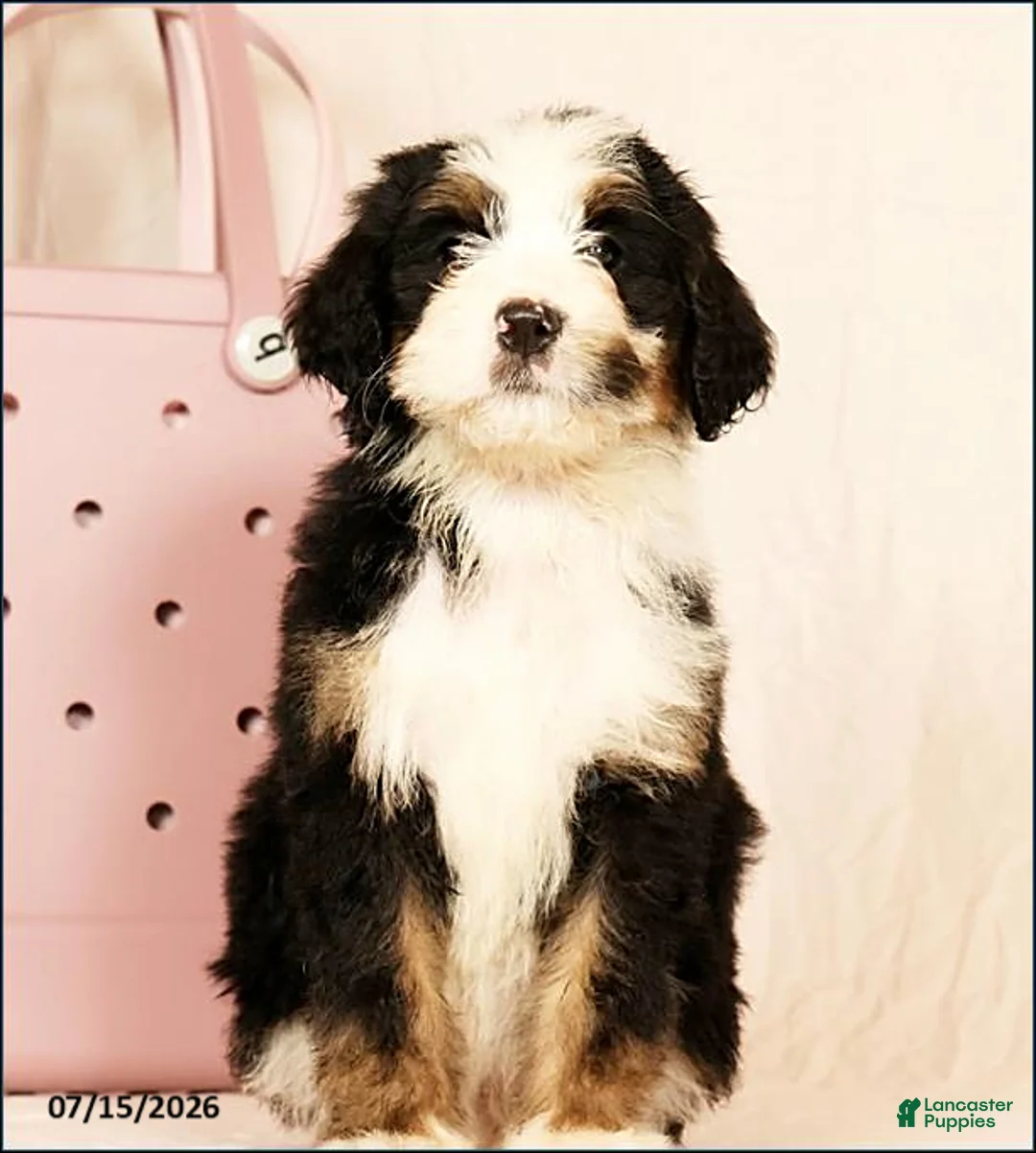 Bernedoodle dogs for sale: Poppy - Ad 1