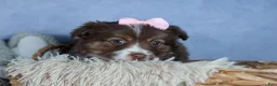 Miniature Australian Shepherd dogs for sale: ELLIE - Ad 13