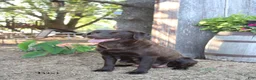 Labrador Retriever dogs for sale: Cooper - Ad 5