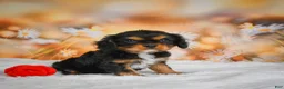 Cavalier King Charles Spaniel dogs for sale: Cavalier King Charles Spaniel Puppy 1 - Ad 4