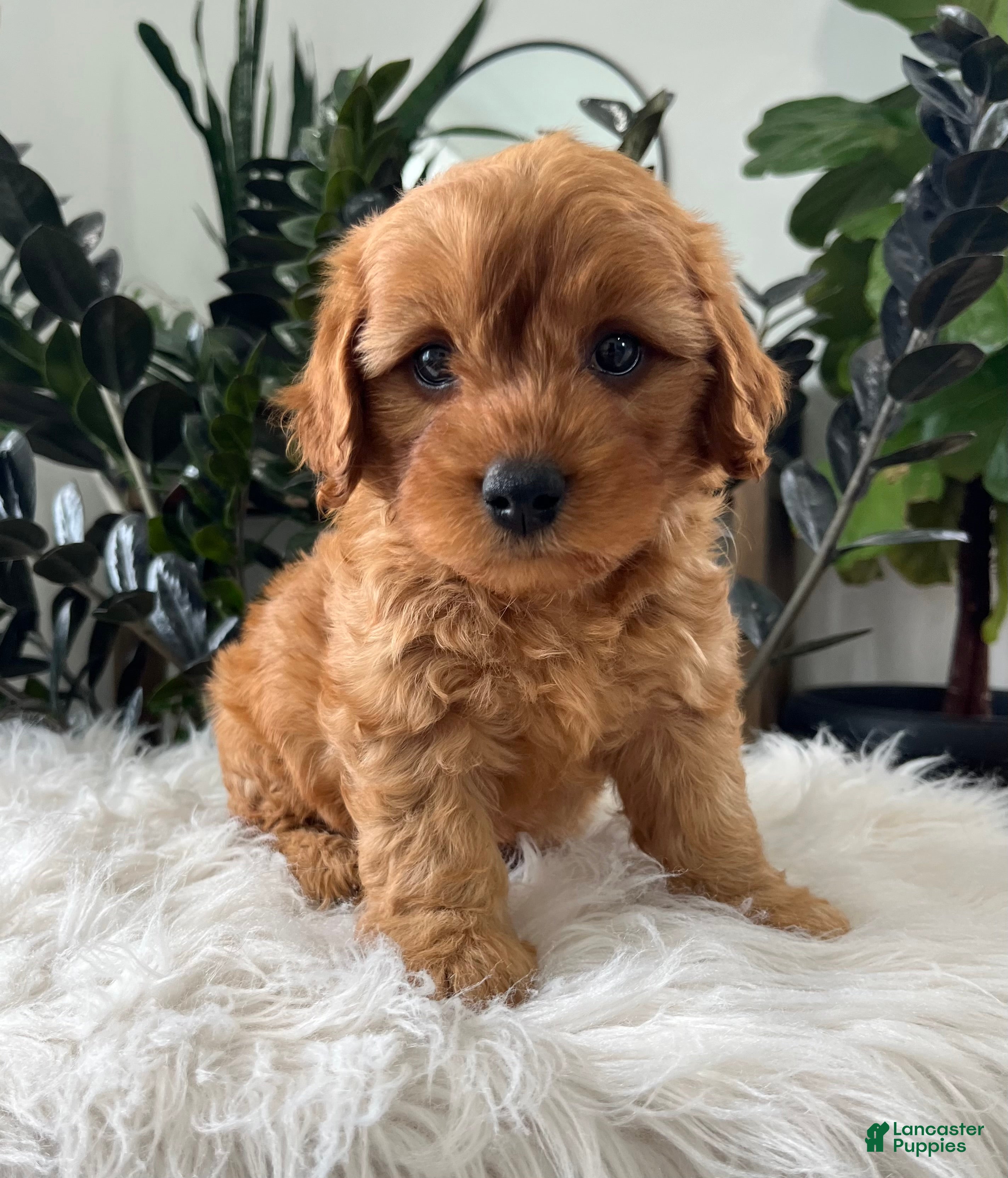 Mini Goldendoodle dogs Banjo - Ad 1