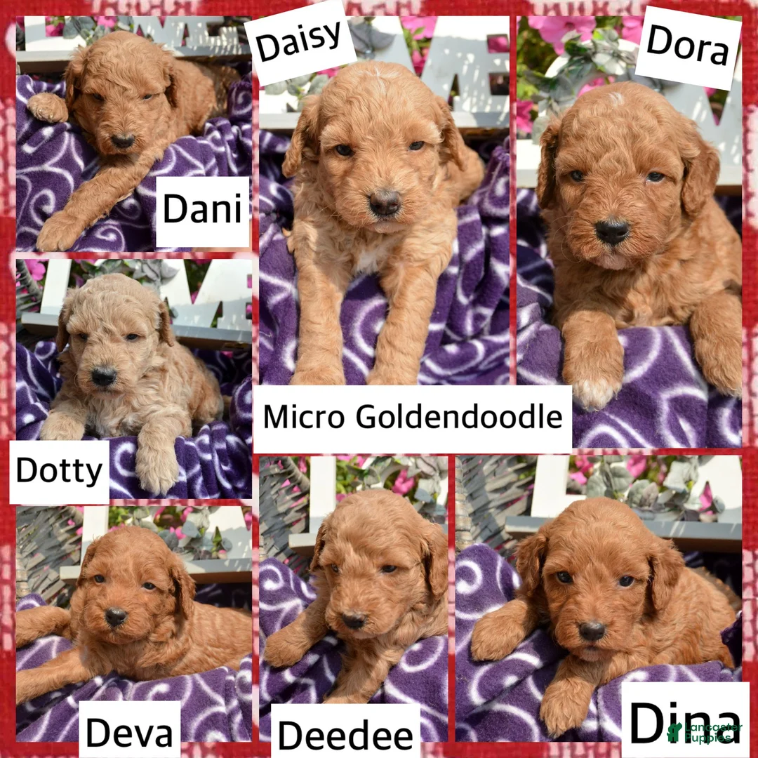Mini Goldendoodle dogs for sale: Dotty Mini Goldendoodle 2 - Ad 7