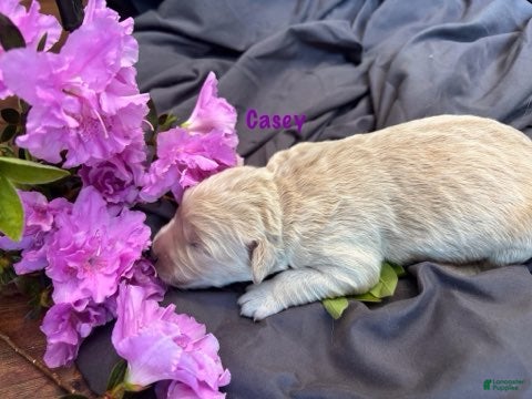 Golden Retriever dogs Casey - Ad 2