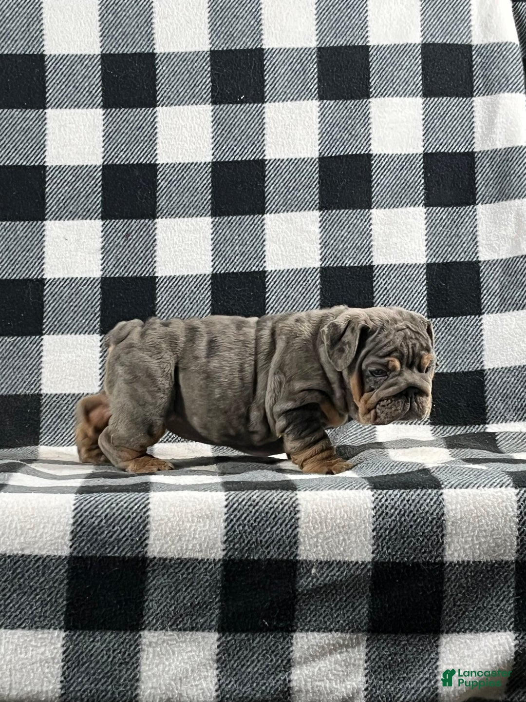 English Bulldog dogs for sale: Tera - Ad 4