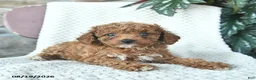 Toy Poodle dogs for sale: Lincoln  - Ad 3