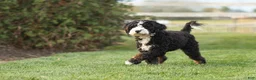 Mini Bernedoodle dogs for sale: Andrew - Ad 4