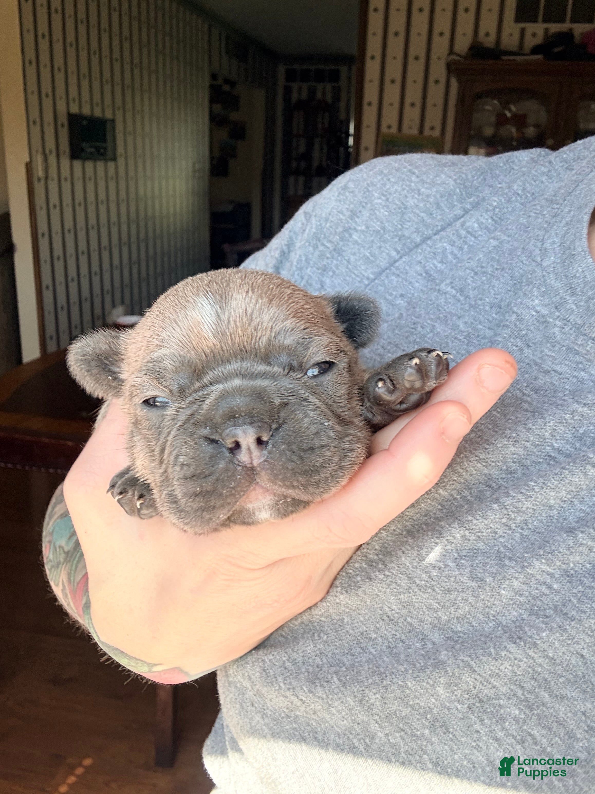 Frenchton dogs Frenchton Puppy 1. (Leo) - Ad 2