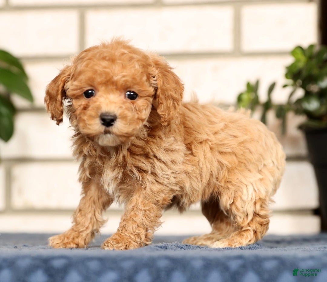 Bichpoo dogs for sale: Fern - Ad 2