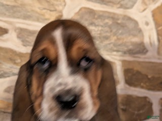 Basset Hound dogs Violet - Ad 15