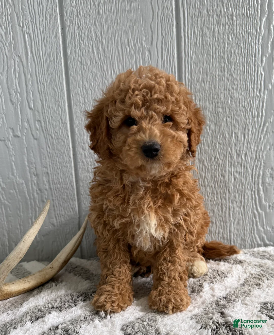 Mini Goldendoodle dogs for sale: Ranger - Ad 1