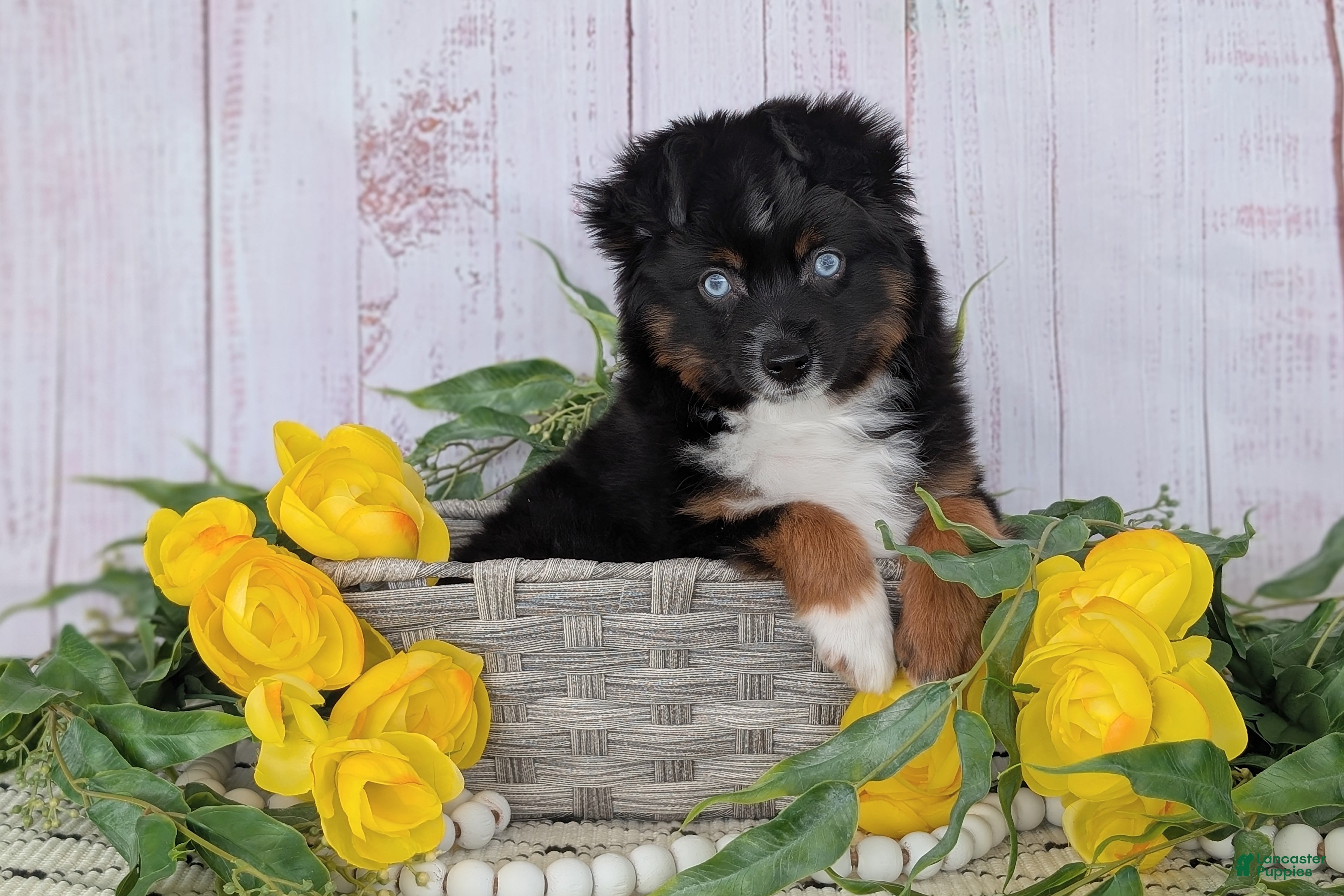 Toy Australian Shepherd dogs Banjo - Ad 2