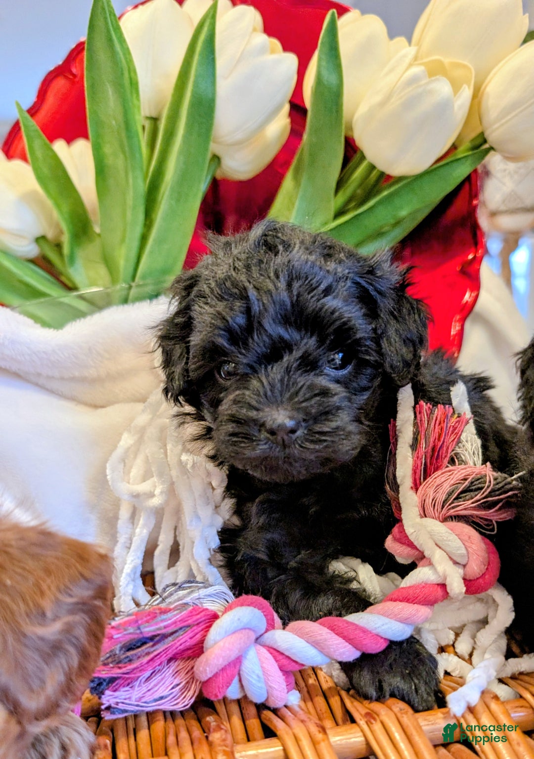 Cavapoo dogs for sale: Bella V. - Ad 1