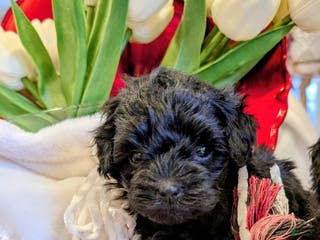 Cavapoo dogs Bella V. - Ad 8