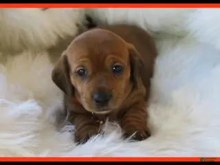 Dachshund dogs Finn - Ad 29