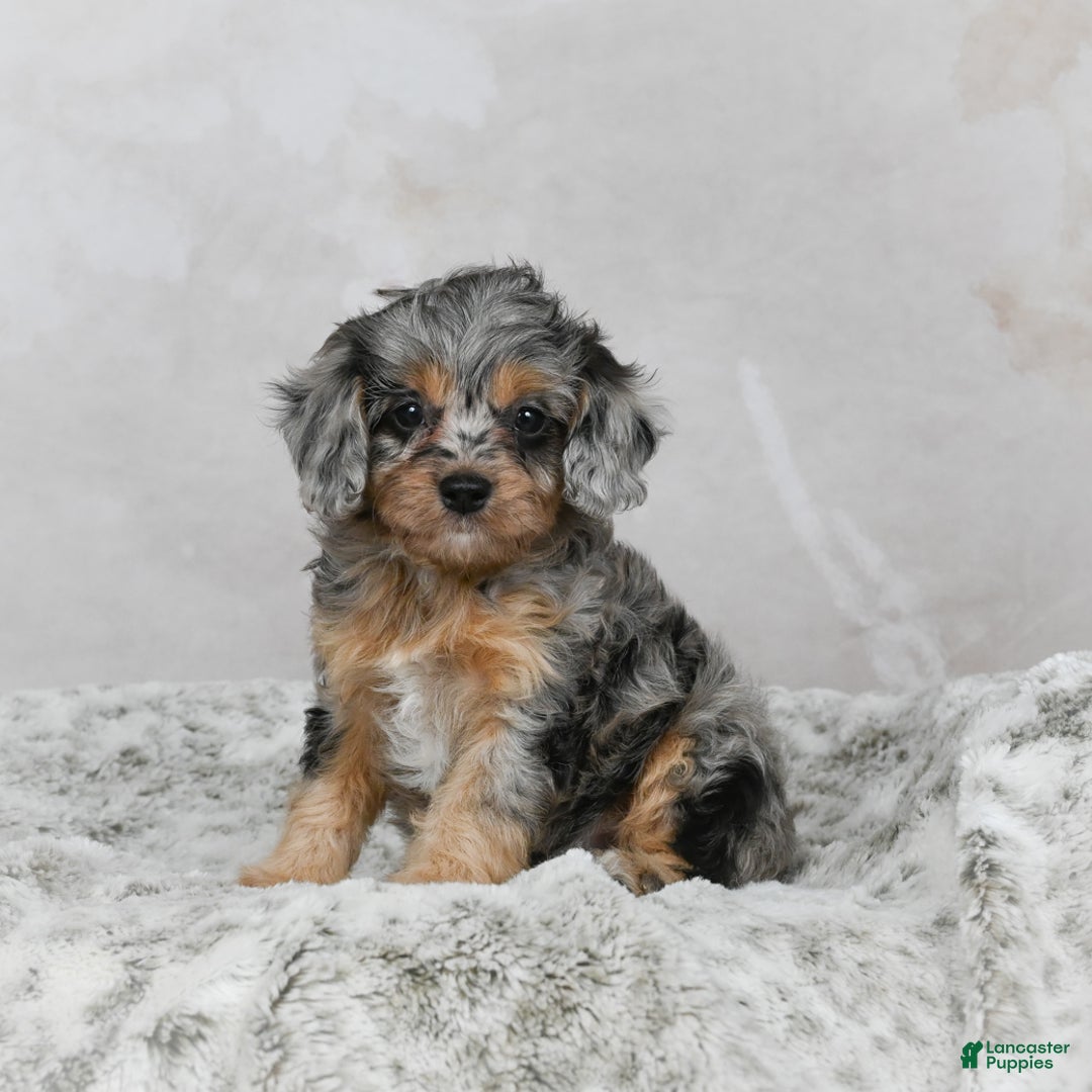 Cavapoo dogs for sale: Lola - Ad 5