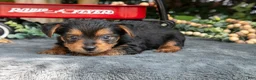 Yorkshire Terrier dogs for sale: Laddie - Ad 2