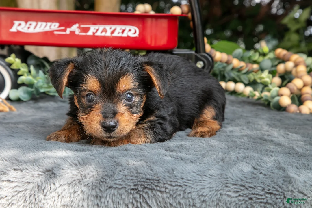 Yorkshire Terrier dogs for sale: Laddie - Ad 2