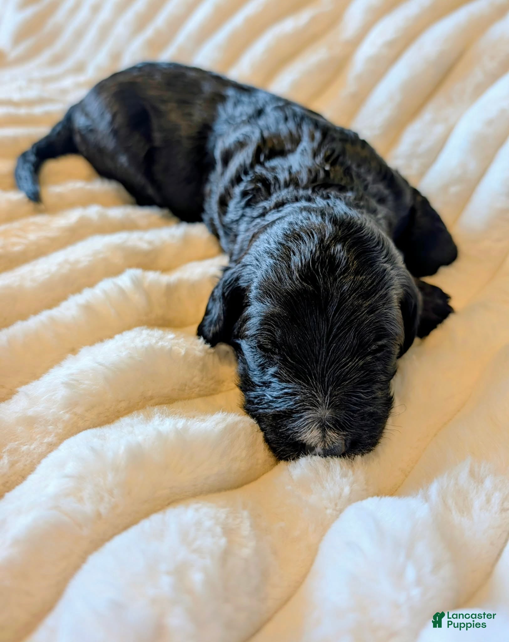 Bernedoodle dogs The Bright Little Adventurer - Ad 2