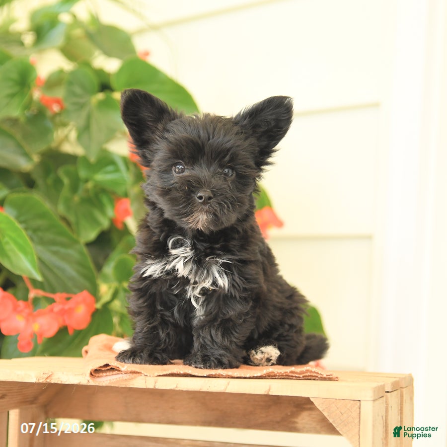 Morkie dogs Henry - Ad 1