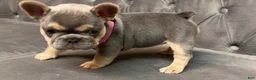 French Bulldog dogs for sale: Peppa - Ad 4