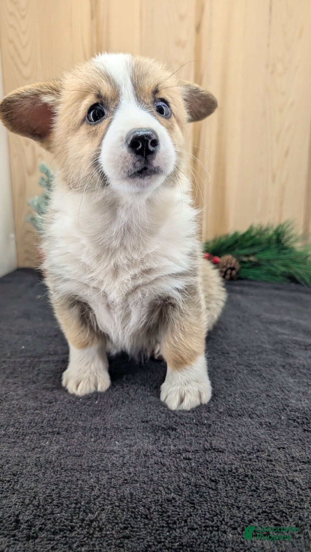 Welsh Corgi Pembroke dogs for sale: Sophie - Ad 2