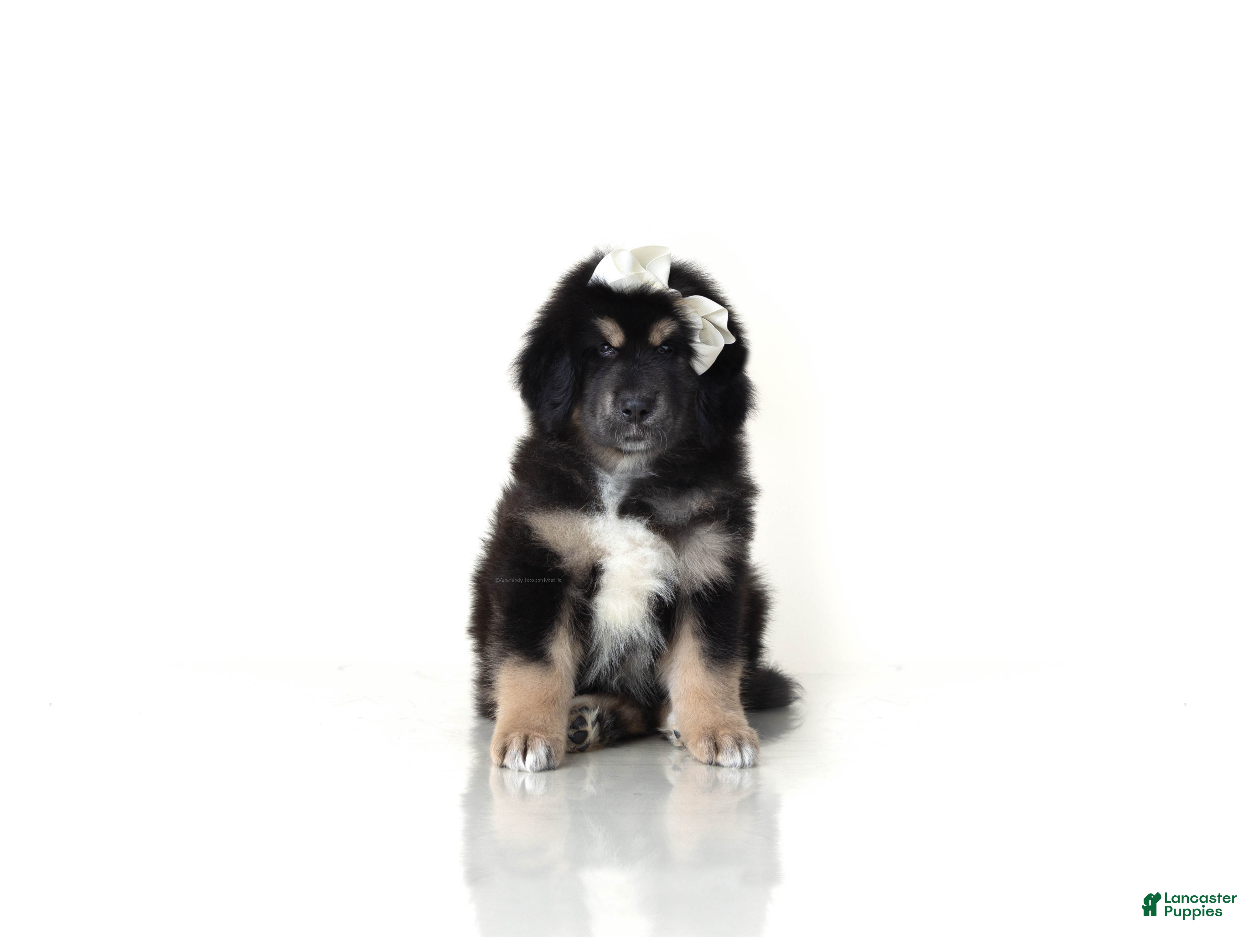 Tibetan Mastiff dogs Tibetan Mastiff Puppy | Cream Girl - Ad 2