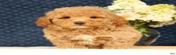 Havapoo dogs for sale: Hoover - Ad 7