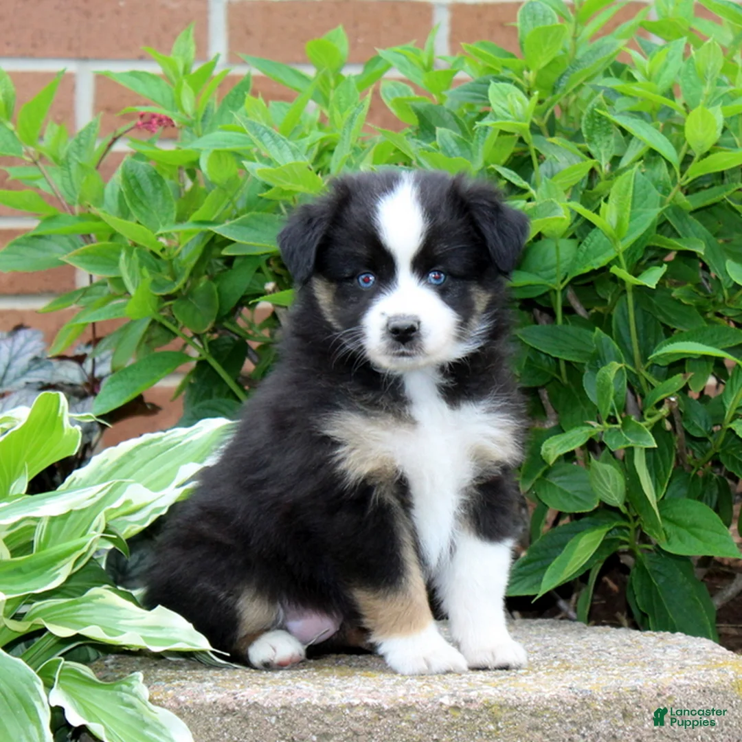 Miniature Australian Shepherd dogs for sale: Flower  - Ad 1