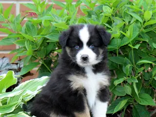 Miniature Australian Shepherd dogs for sale: Flower - Ad 3