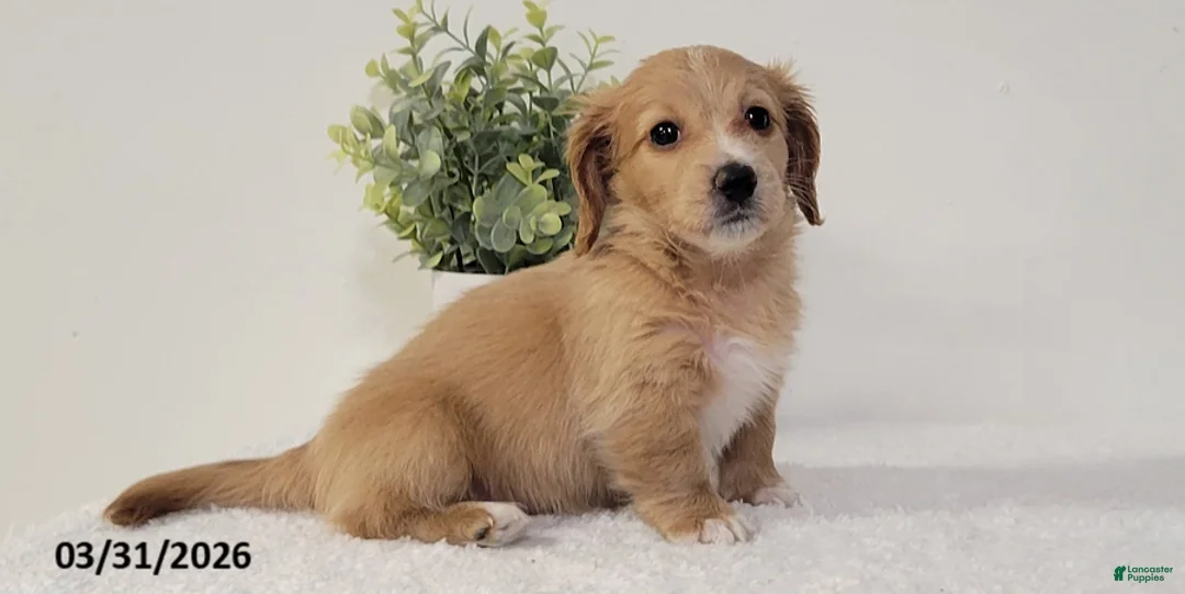 Miniature Dachshund dogs for sale: Britney - Ad 3