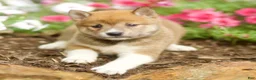 Shiba Inu dogs for sale: Lew - Ad 5