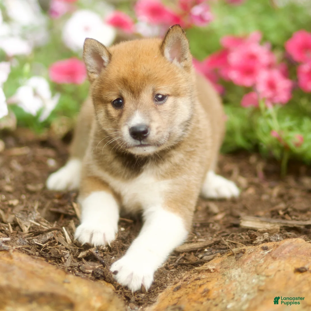 Shiba Inu dogs for sale: Lew - Ad 5