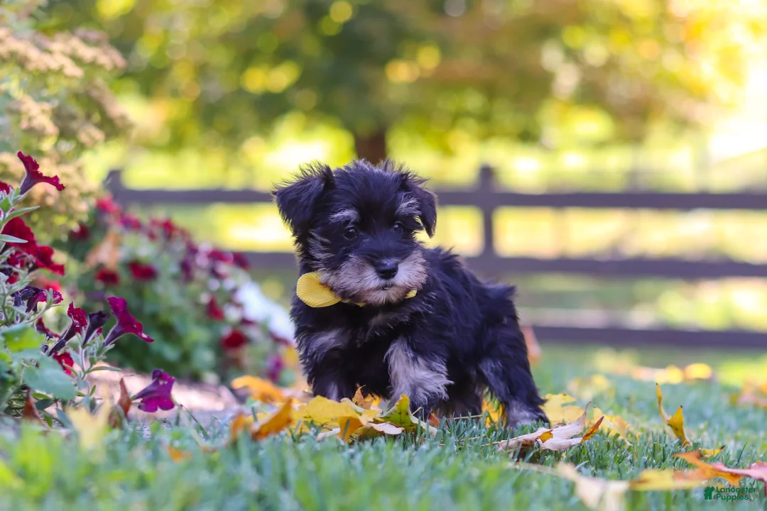 Miniature Schnauzer dogs for sale: Trevor - Ad 2