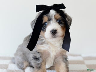 Bernedoodle dogs Velvet- blue eyes - Ad 35