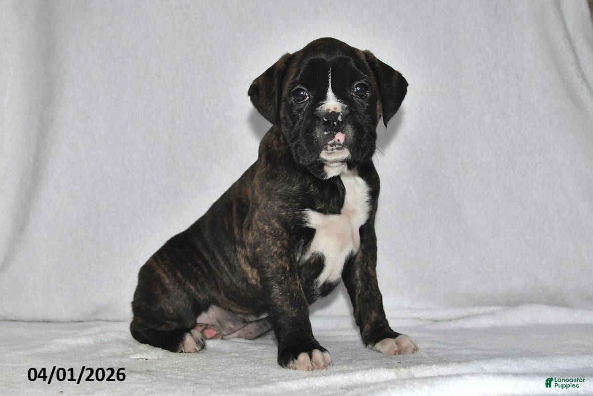 Boxer dogs Savannah - Ad 1
