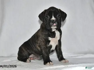 Boxer dogs for sale: Savannah - Ad 3