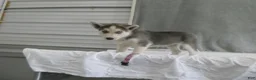 Gerberian Shepsky dogs for sale: Luna - Ad 1