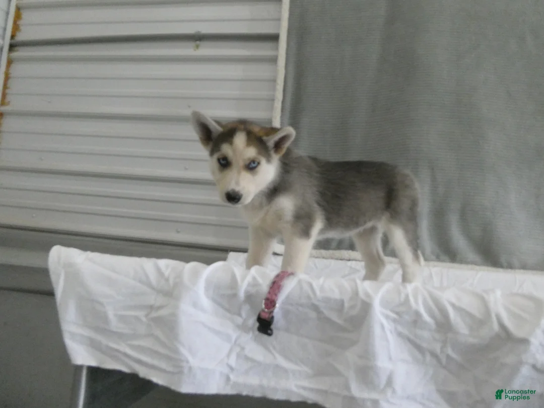 Gerberian Shepsky dogs for sale: Luna - Ad 1