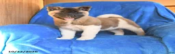 Akita dogs for sale: Buster - Ad 2