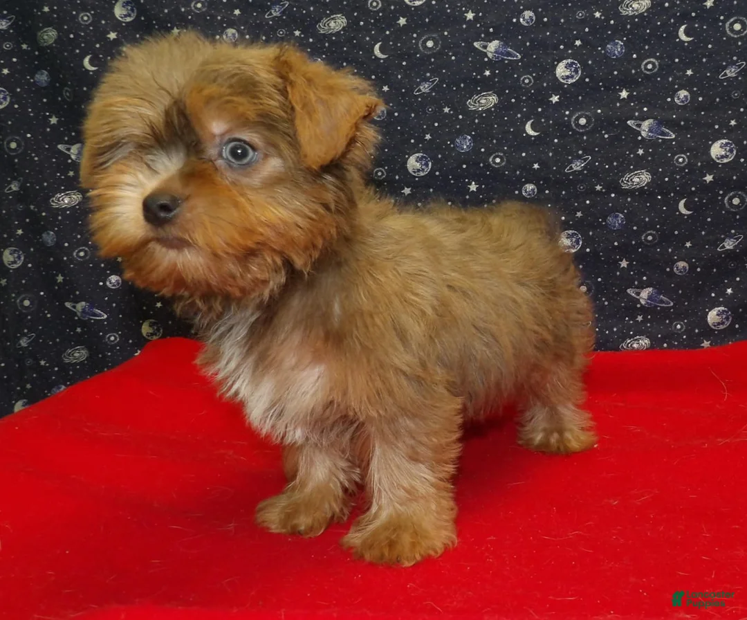 Yorkshire Terrier dogs for sale: Aidan - Ad 2