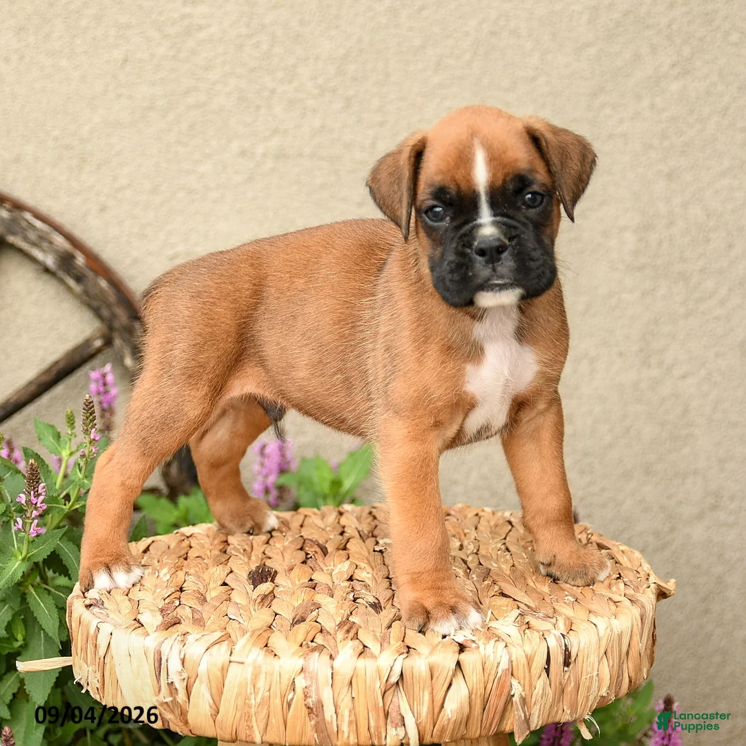 Boxer dogs for sale: Blake - Ad 1