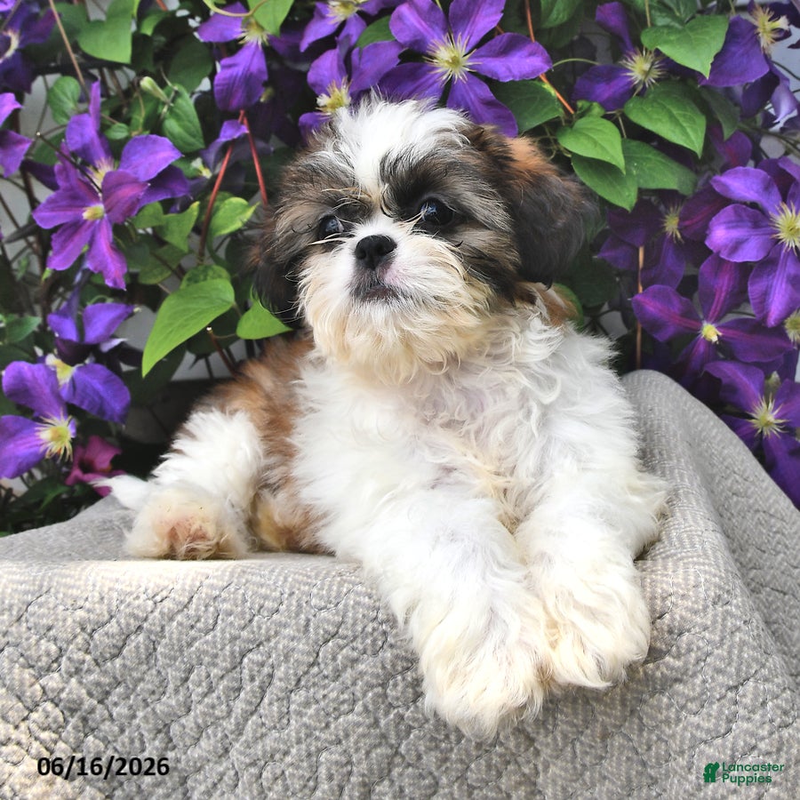 Shih Tzu dogs Silky - Ad 2