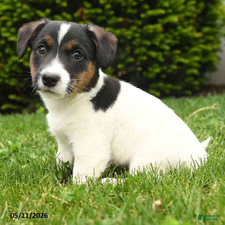 Jack Russell Terrier dogs Bowser - Ad 1