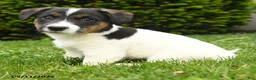 Jack Russell Terrier dogs for sale: Bowser - Ad 1